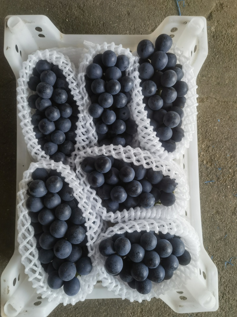 夏黑葡萄