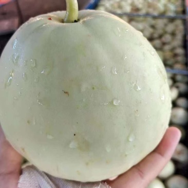 新鲜采摘美浓甜瓜量大上市
