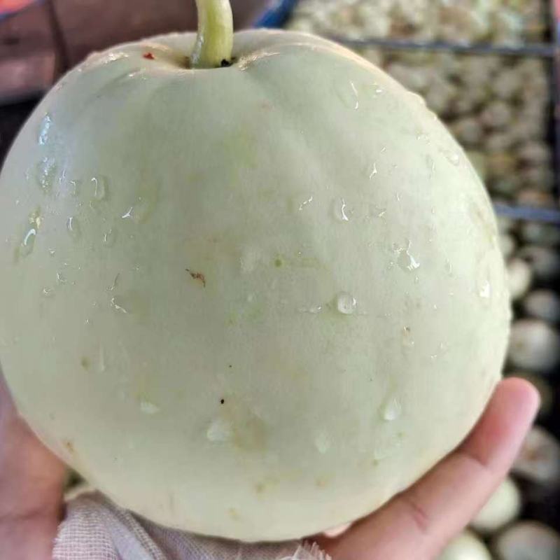 新鲜采摘美浓甜瓜量大上市