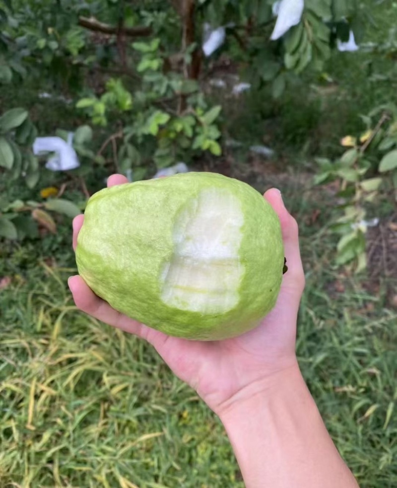 红白心番石榴工厂货