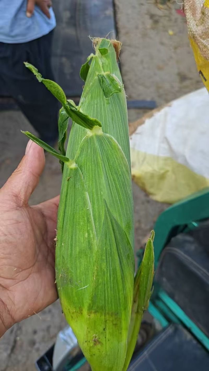 鲜玉米