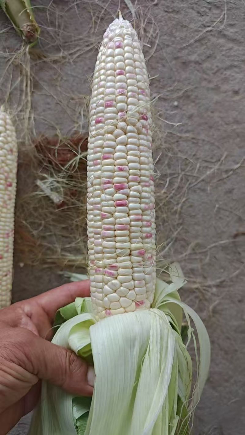 鲜玉米