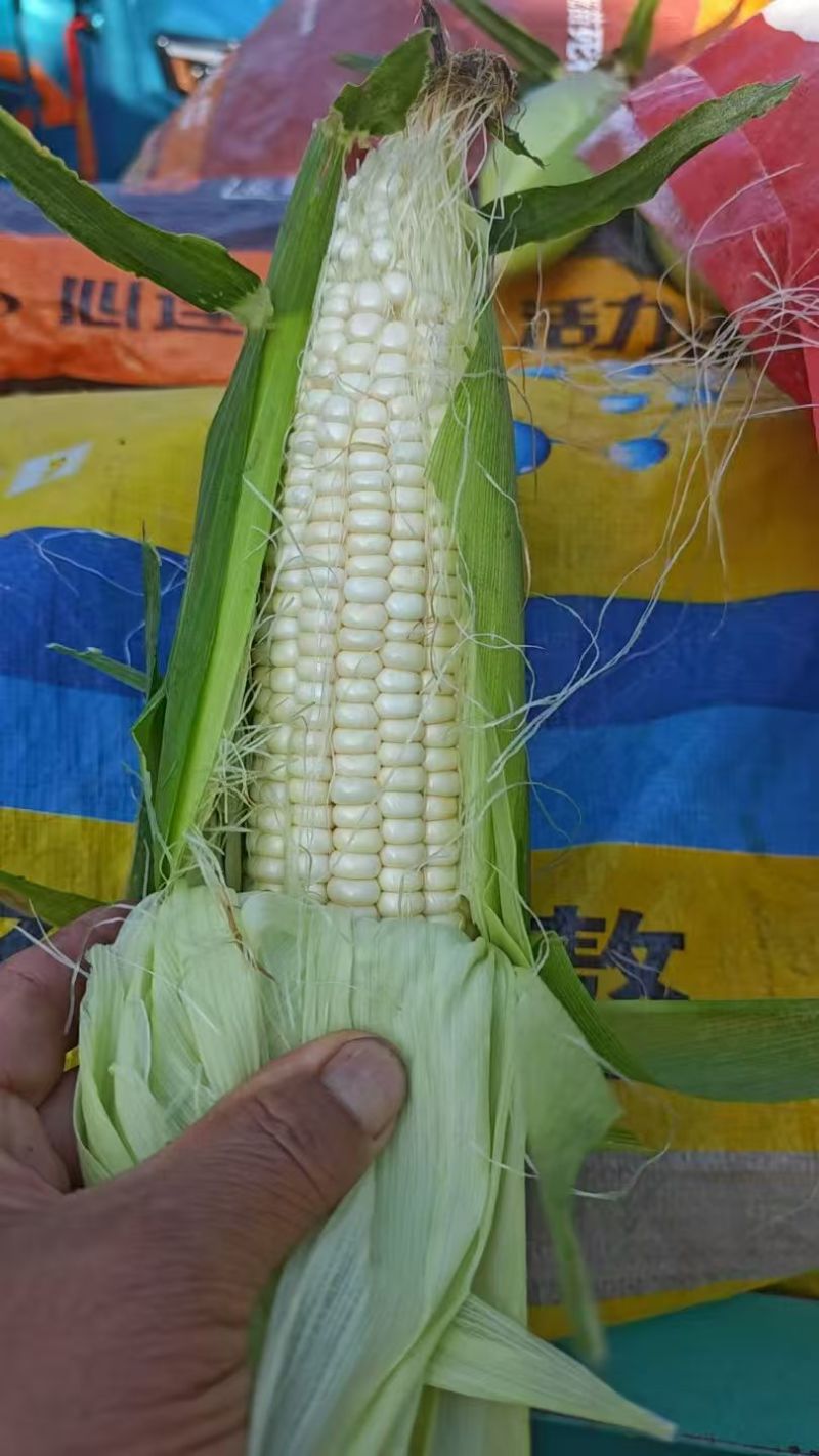 鲜玉米
