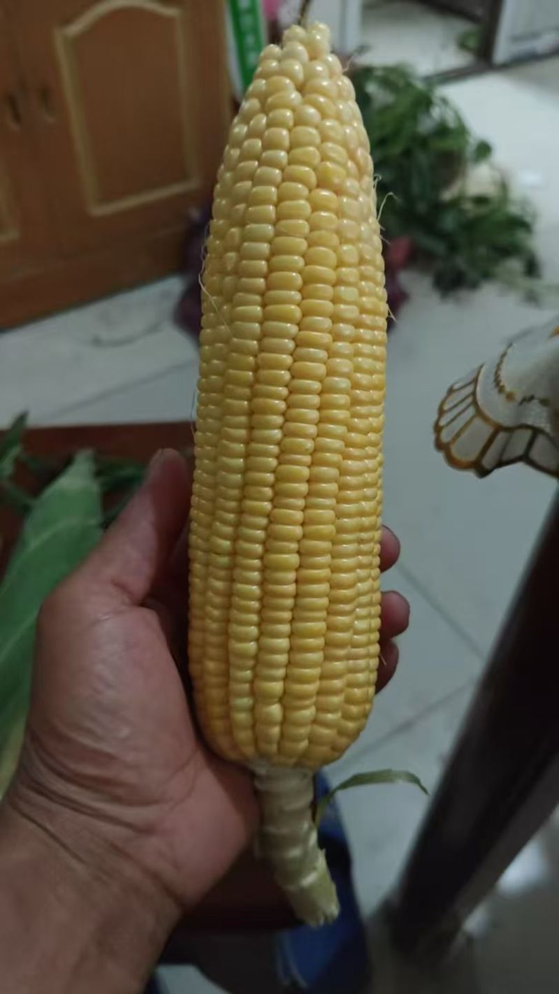 鲜玉米