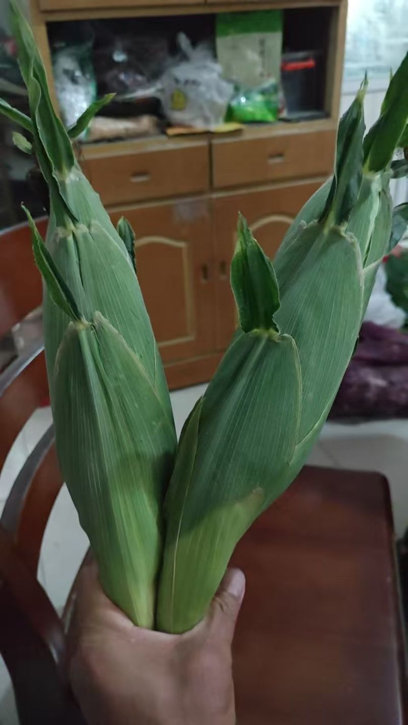 鲜玉米
