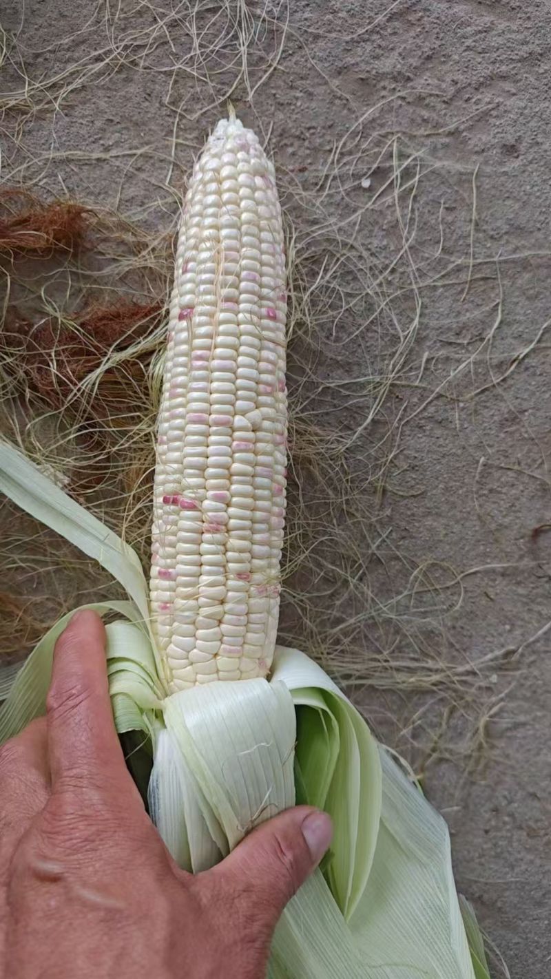 鲜玉米