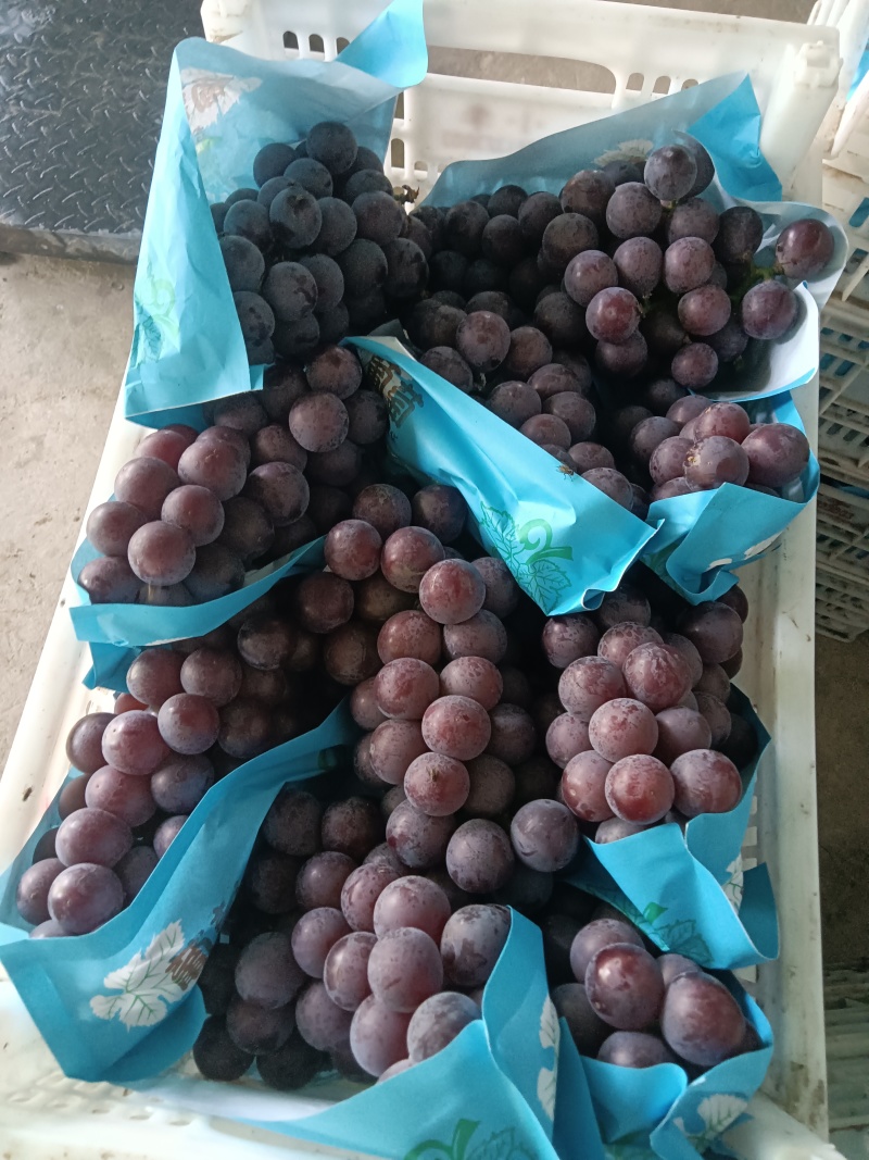乒乓球滕忍露天货葡萄团购电商市场货精品二级果