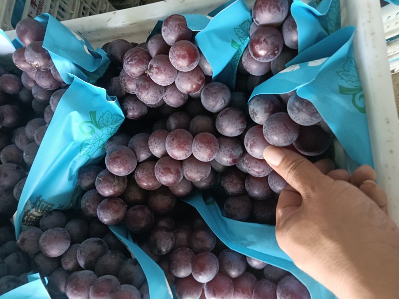 乒乓球滕忍露天货葡萄团购电商市场货精品二级果