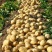 新土豆上市了，欢迎采购
