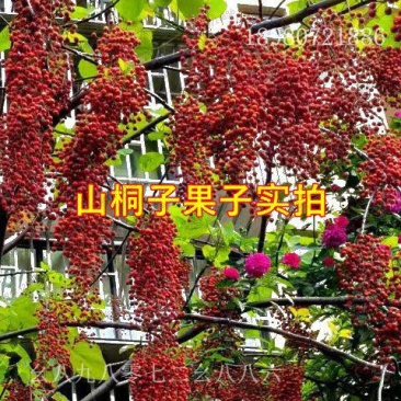 山桐子油葡萄树苗种子种苗