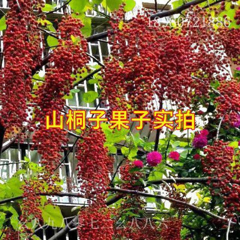 山桐子油葡萄树苗种子种苗