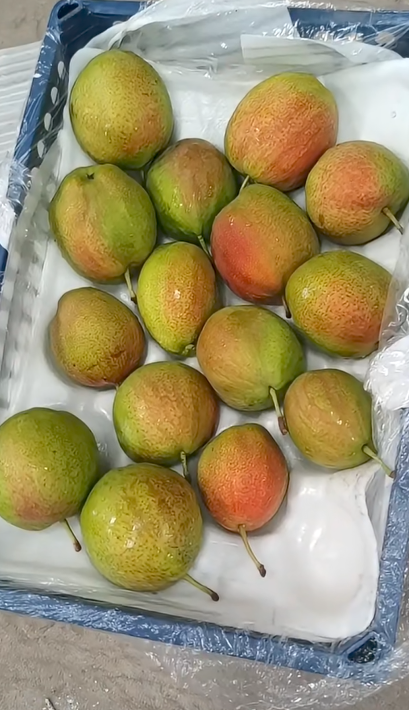 赵县梨新梨7号口感好欢迎来电了解