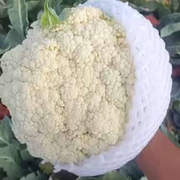 有机花，