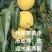 绵锈黄桃