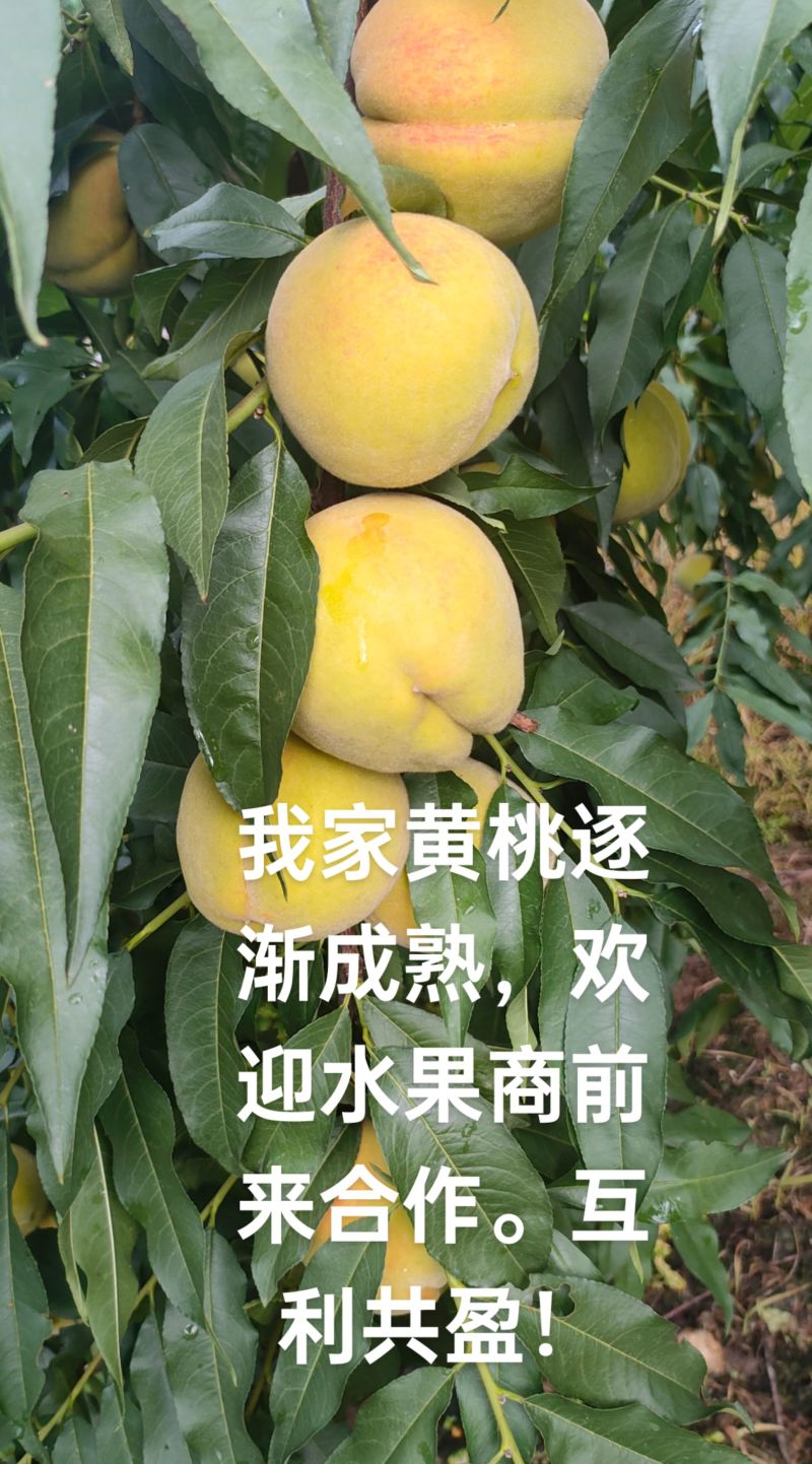 绵锈黄桃