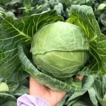 甘蓝