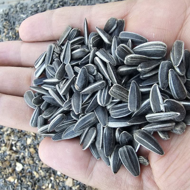 葵花子花葵批发甘肃玉门油葵批发基地玉门花海货源精品