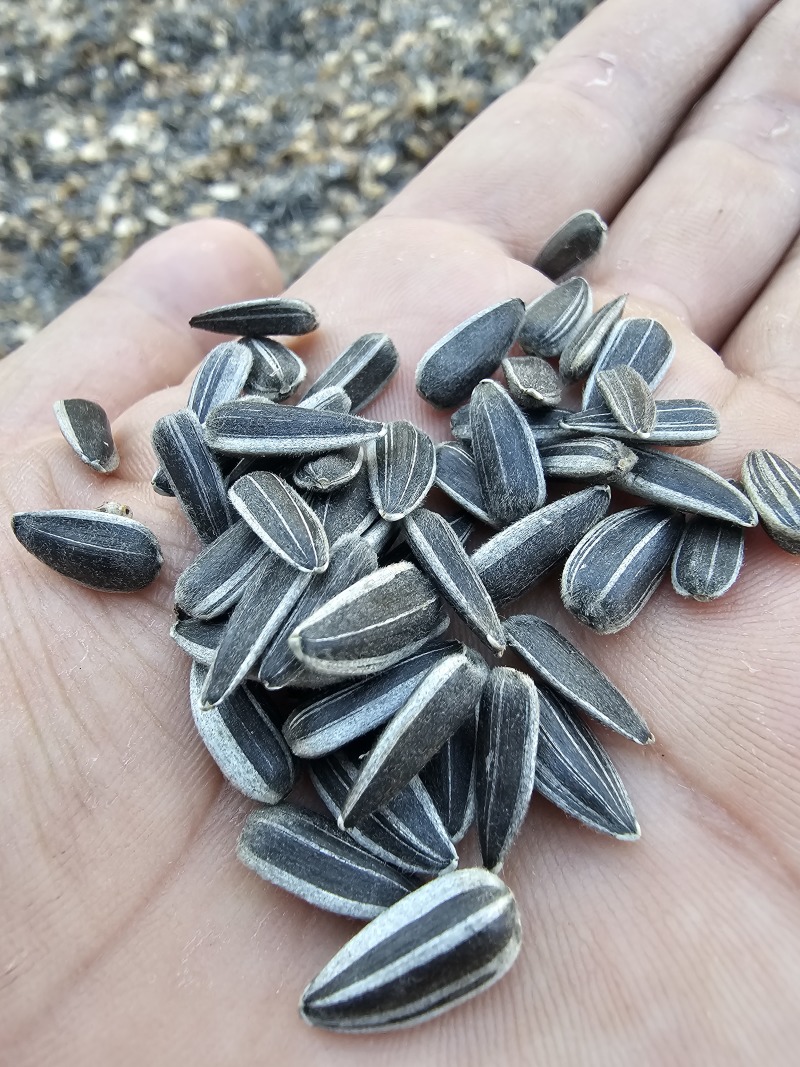 葵花子花葵批发甘肃玉门油葵批发基地玉门花海货源精品