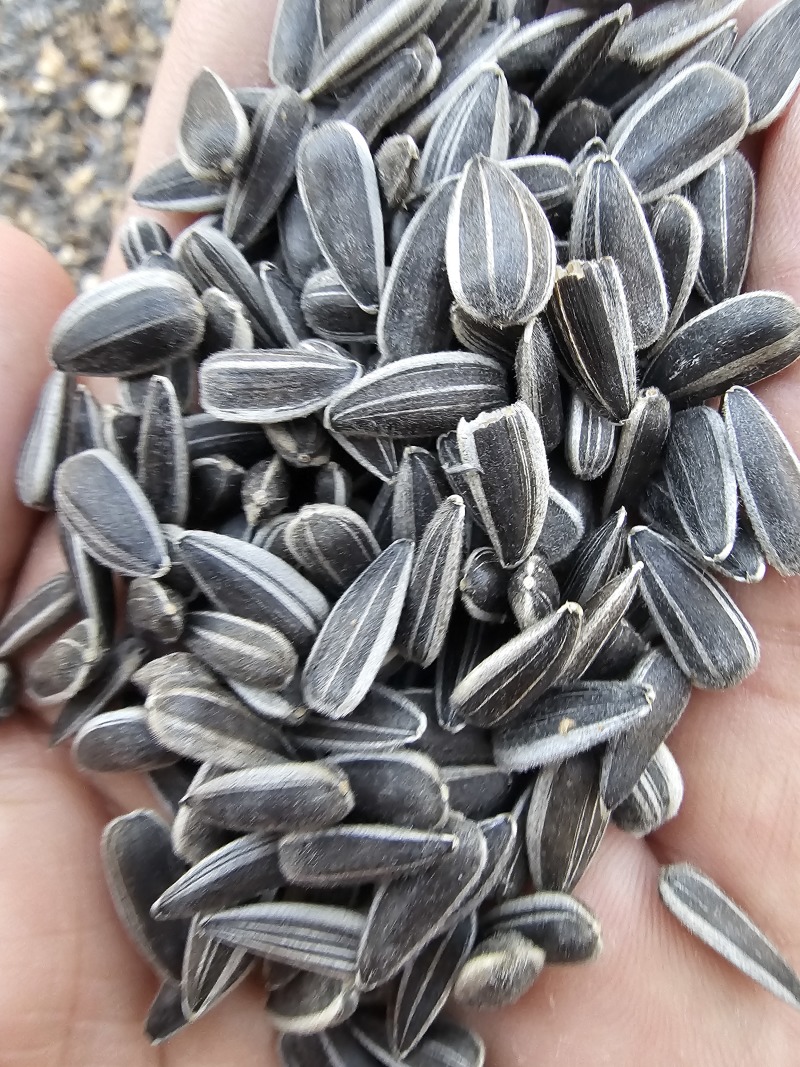 葵花子花葵批发甘肃玉门油葵批发基地玉门花海货源精品