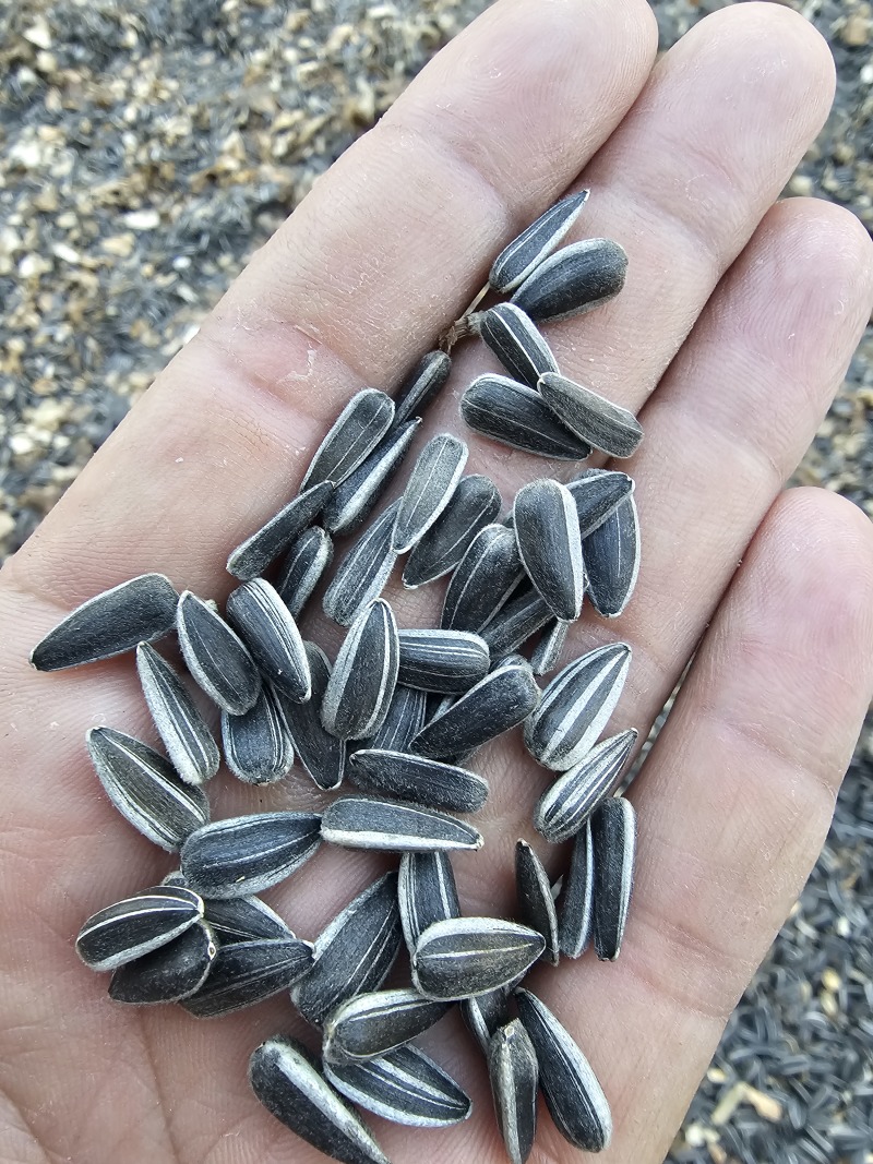 葵花子花葵批发甘肃玉门油葵批发基地玉门花海货源精品
