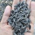 葵花子花葵批发甘肃玉门油葵批发基地玉门花海货源精品