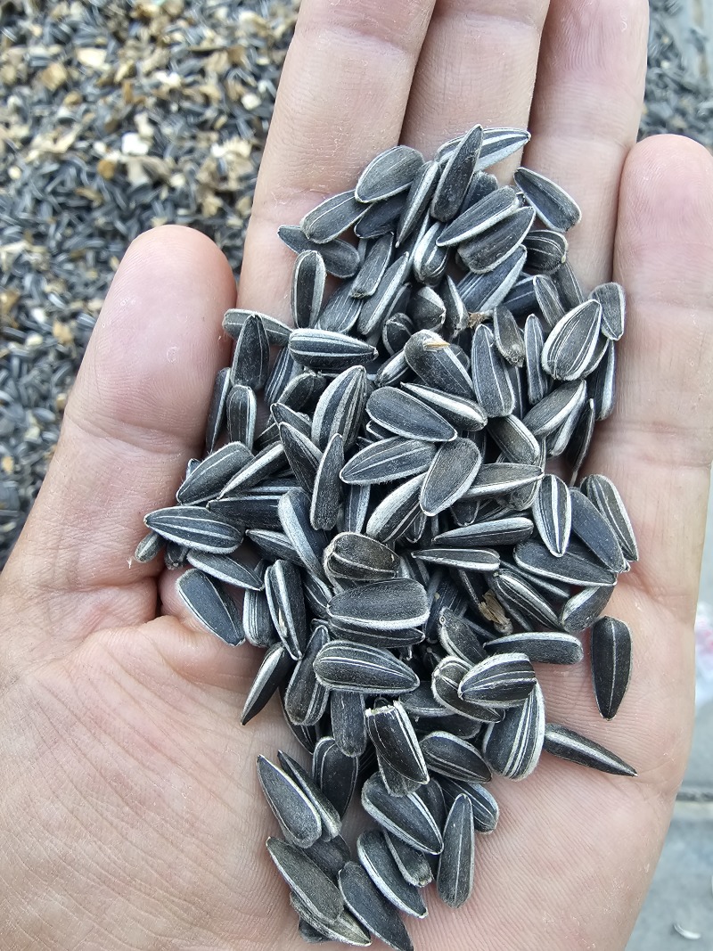 葵花子花葵批发甘肃玉门油葵批发基地玉门花海货源精品