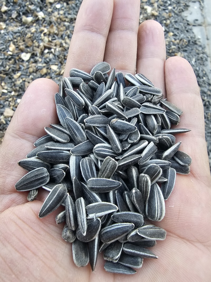 葵花子花葵批发甘肃玉门油葵批发基地玉门花海货源精品