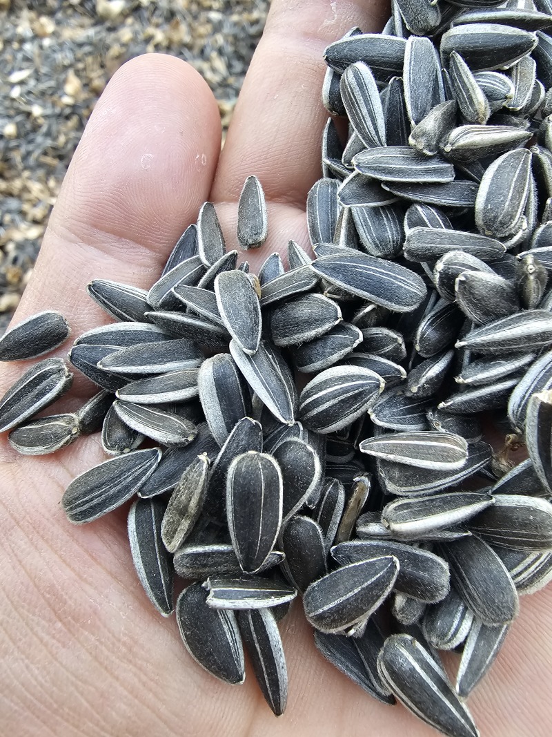 葵花子花葵批发甘肃玉门油葵批发基地玉门花海货源精品