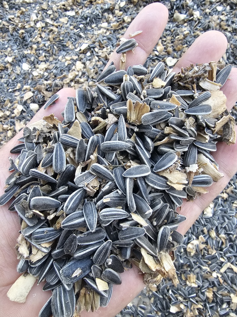 葵花子花葵批发甘肃玉门油葵批发基地玉门花海货源精品