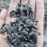 葵花子花葵批发甘肃玉门油葵批发基地玉门花海货源精品