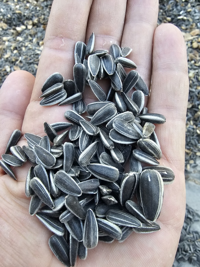 葵花子花葵批发甘肃玉门油葵批发基地玉门花海货源精品