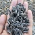 葵花子花葵批发甘肃玉门油葵批发基地玉门花海货源精品