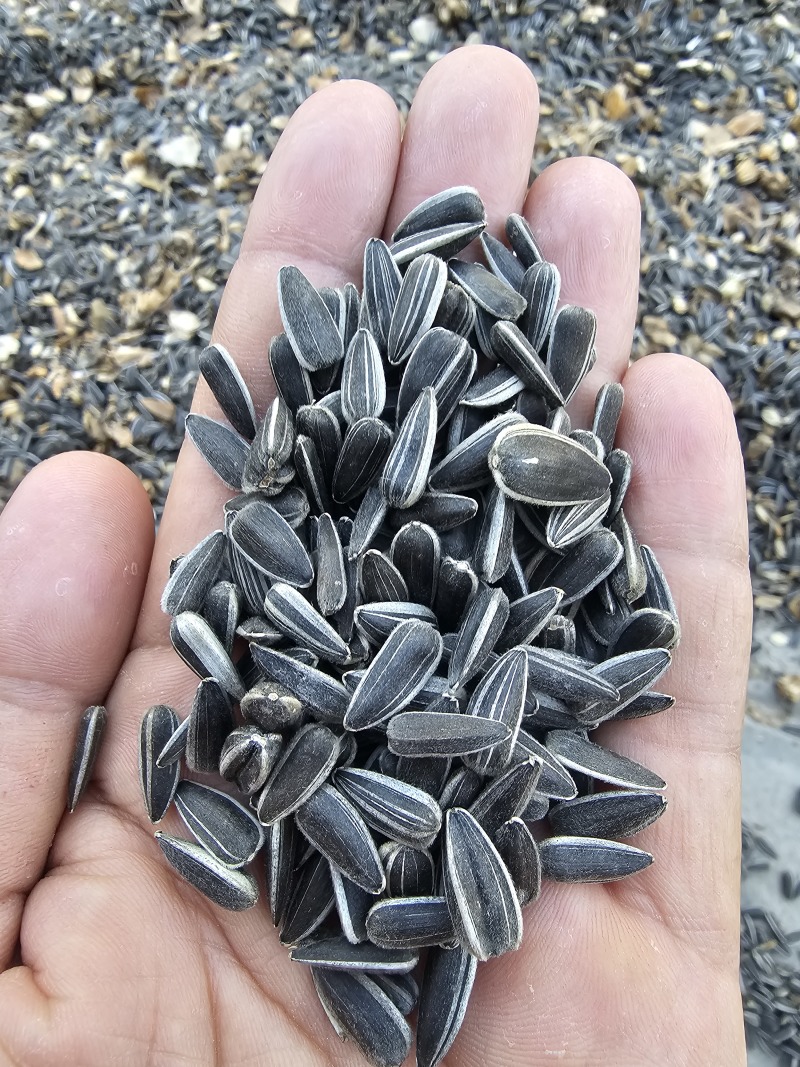 葵花子花葵批发甘肃玉门油葵批发基地玉门花海货源精品