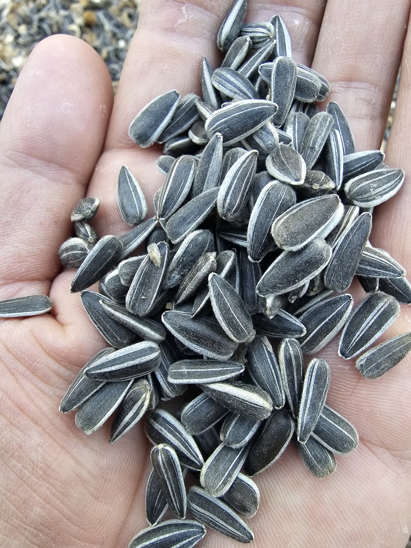 葵花子花葵批发甘肃玉门油葵批发基地玉门花海货源精品