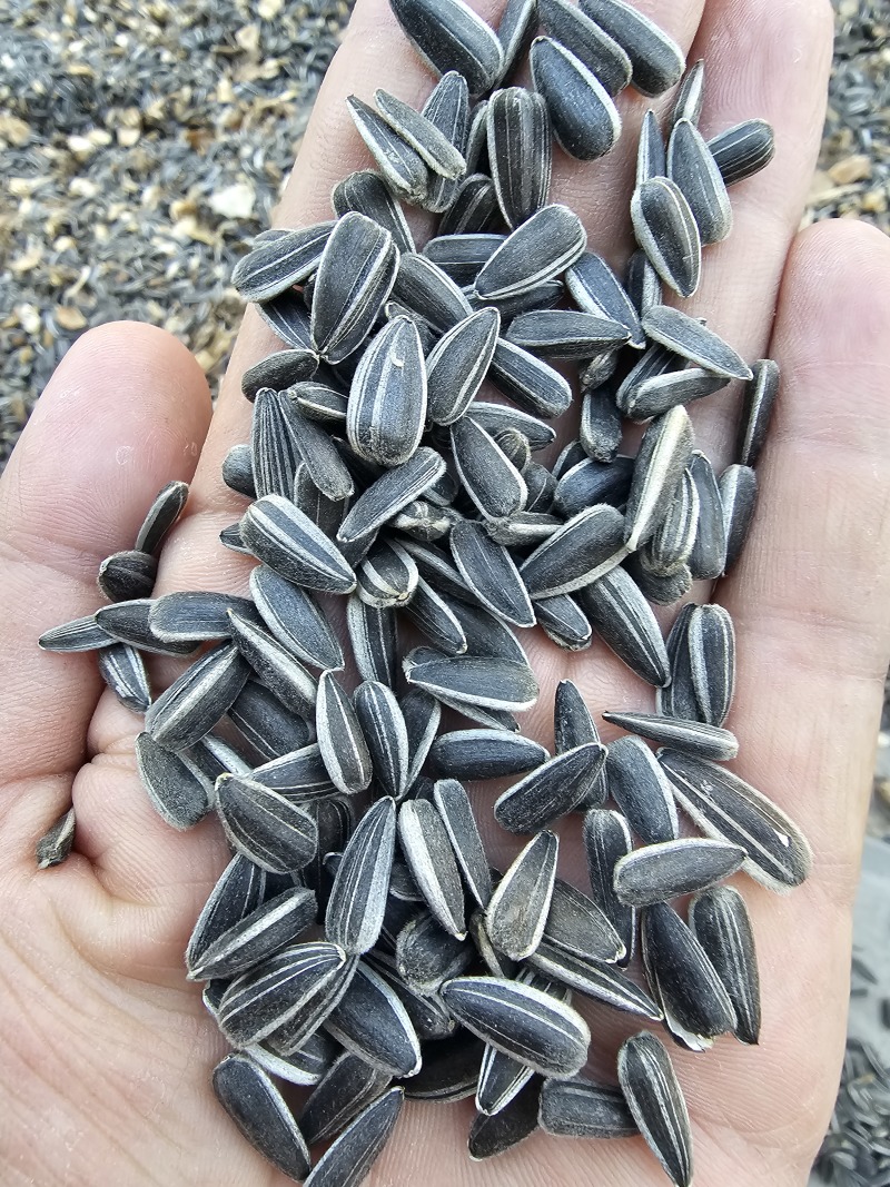 葵花子花葵批发甘肃玉门油葵批发基地玉门花海货源精品