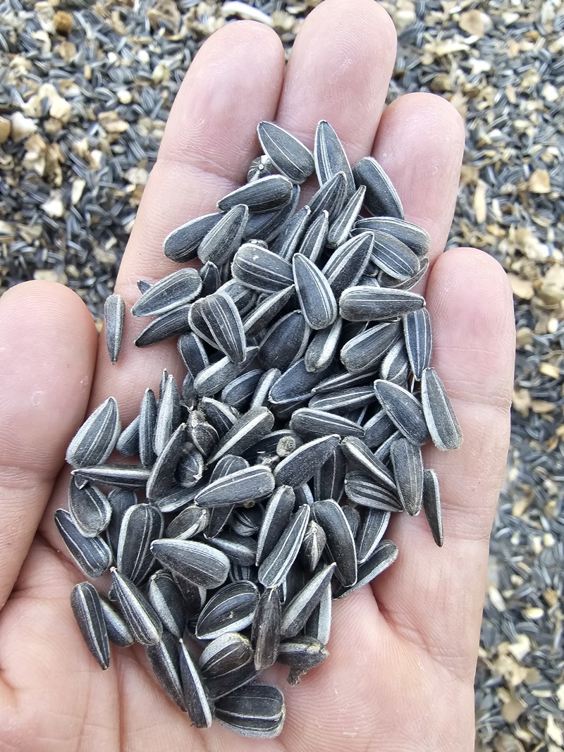葵花子花葵批发甘肃玉门油葵批发基地玉门花海货源精品