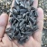 葵花子花葵批发甘肃玉门油葵批发基地玉门花海货源精品