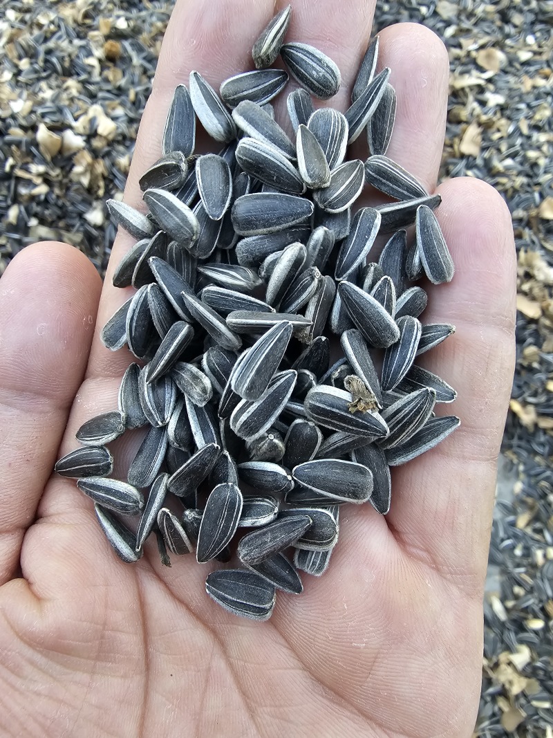 葵花子花葵批发甘肃玉门油葵批发基地玉门花海货源精品