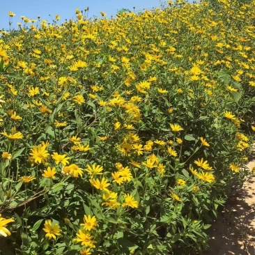 洋姜花鬼子姜胰岛花花茶