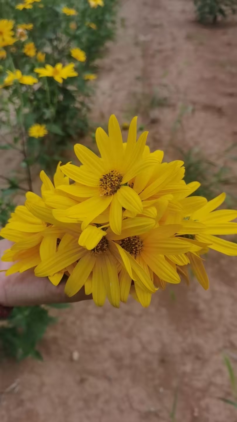 洋姜花鬼子姜胰岛花花茶