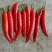 大量供应山西应县津红二号，产地直供，货源充足。