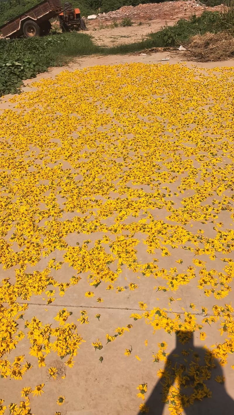 洋姜花鬼子姜胰岛花花茶
