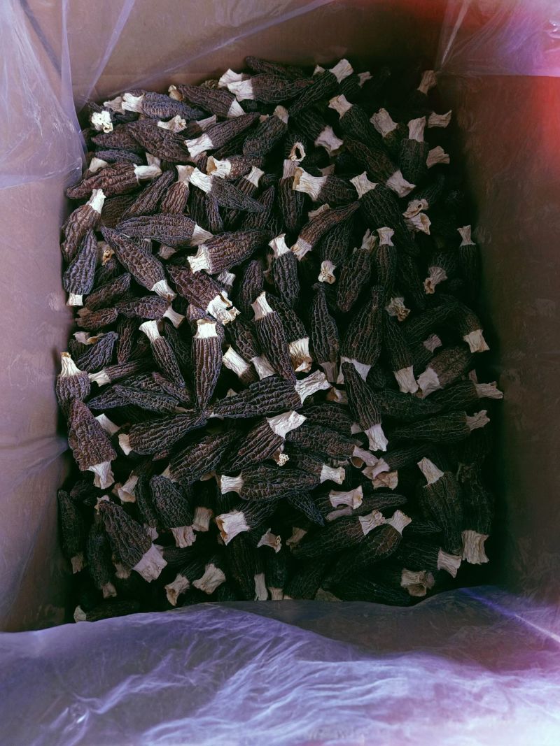 【产地好货】羊肚菌干货头茬7至10cm原产地直发羊肚菌