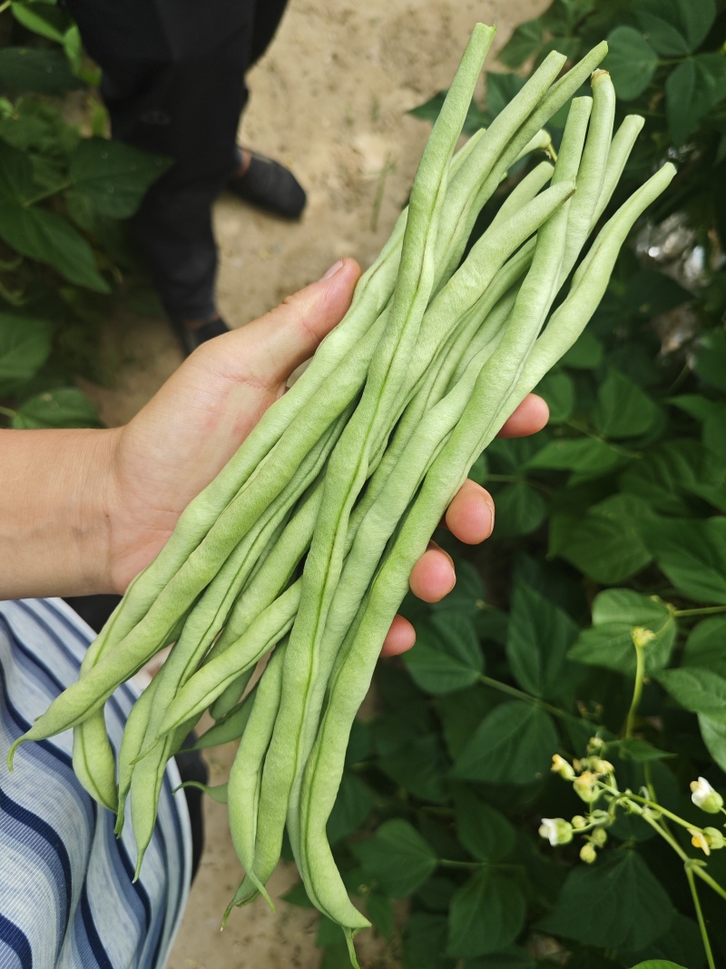 产地直采绿豆王大量上市支持打包全国代收代发
