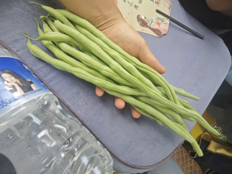 产地直采绿豆王大量上市支持打包全国代收代发