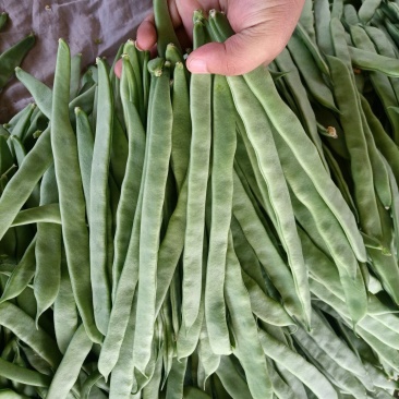 山西应县精品扁豆大量上市，质量好，货源充足，产地直供。