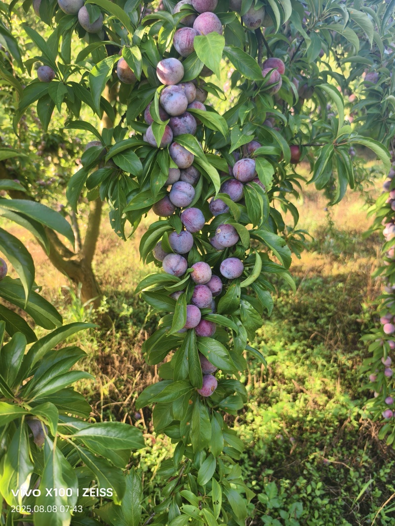 脆红李