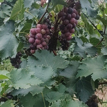 乾陵户太八号葡萄