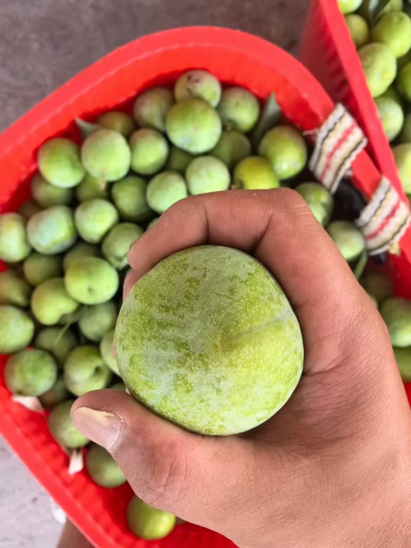 阿坝州高原青脆李