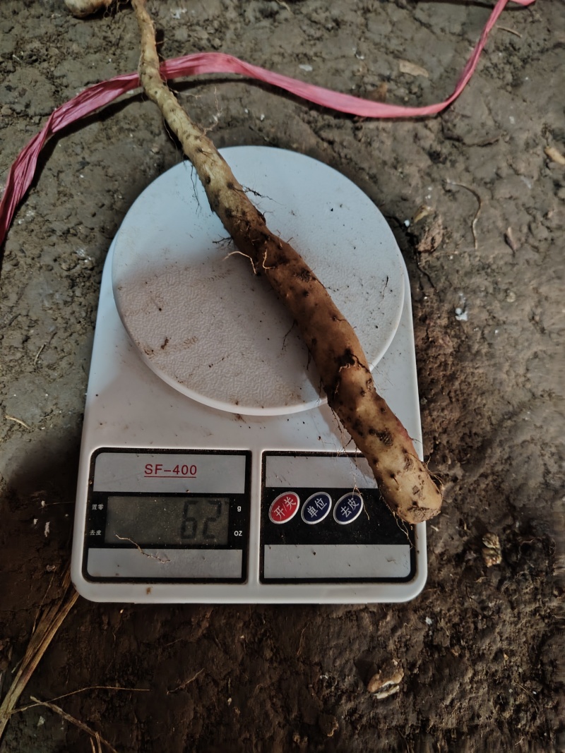 垆土红皮铁棍山药豆苗